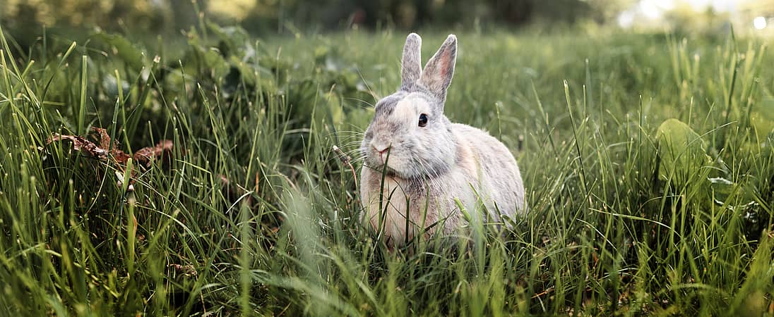 Adopt a Rescued Rabbit Month