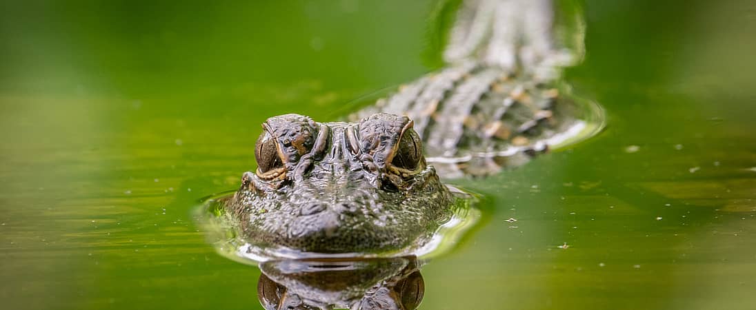 National Alligator Day