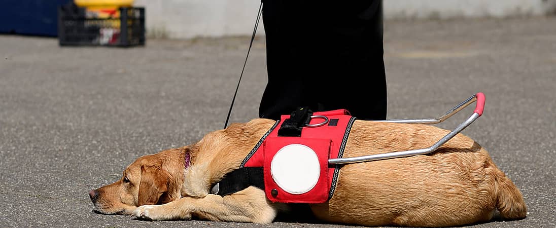 Assistance Dog Day