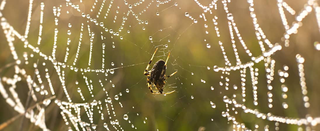 Be Kind to Spiders Week