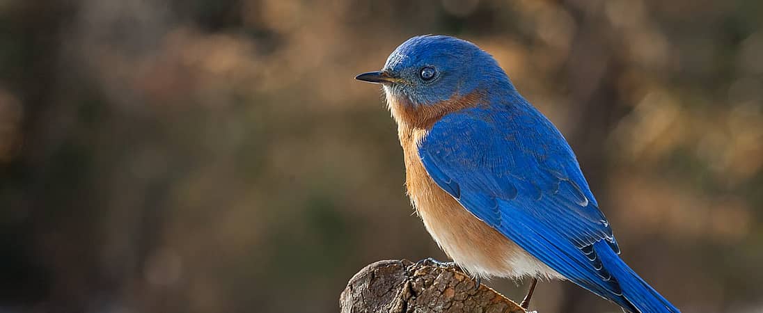 Bluebird of Happiness Day
