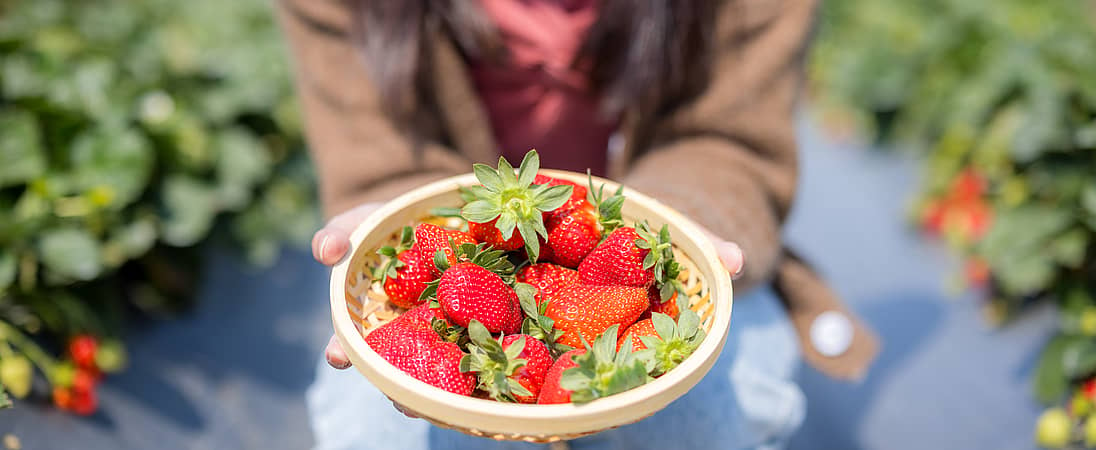 Fabulous Florida Strawberry Month