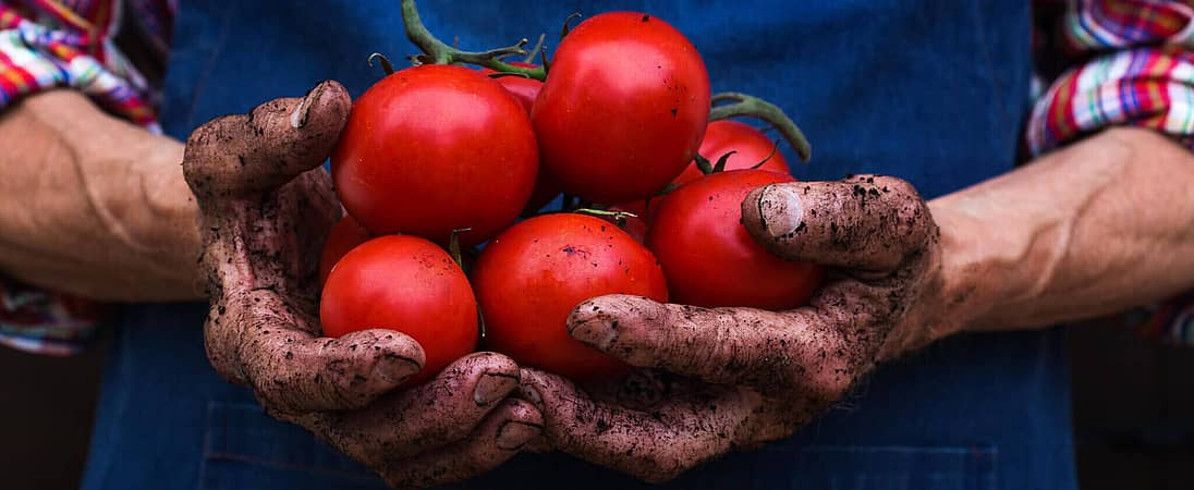 Fresh Tomato Day