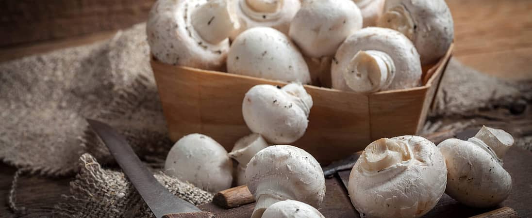 National Mushroom Day