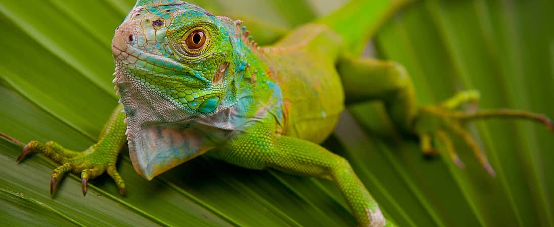 National Iguana Awareness Day