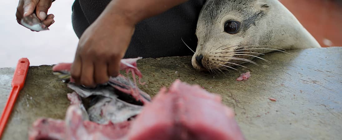 International Day of Action Against Canadian Seal Slaughter