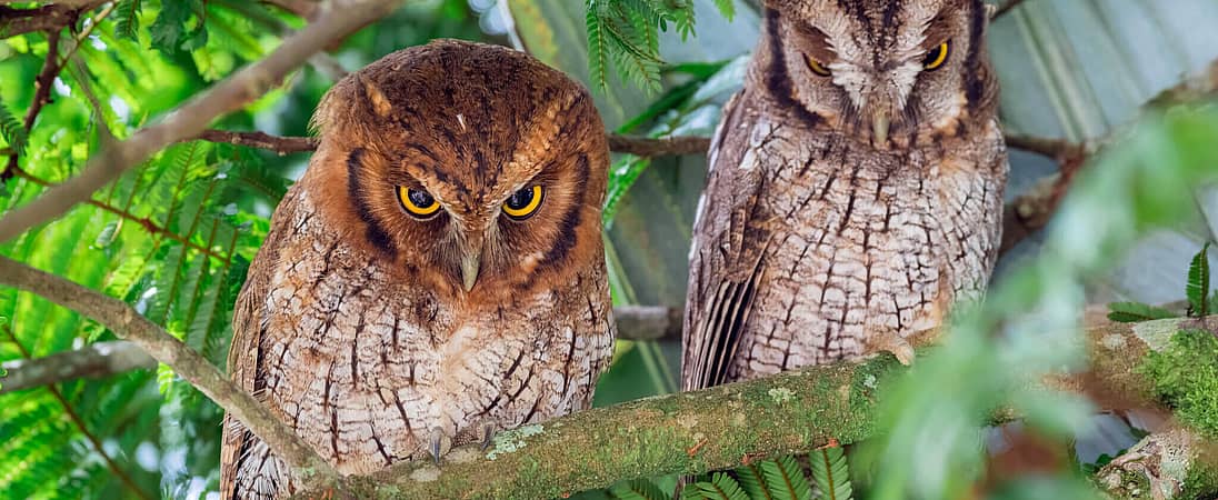 International Owl Awareness Day