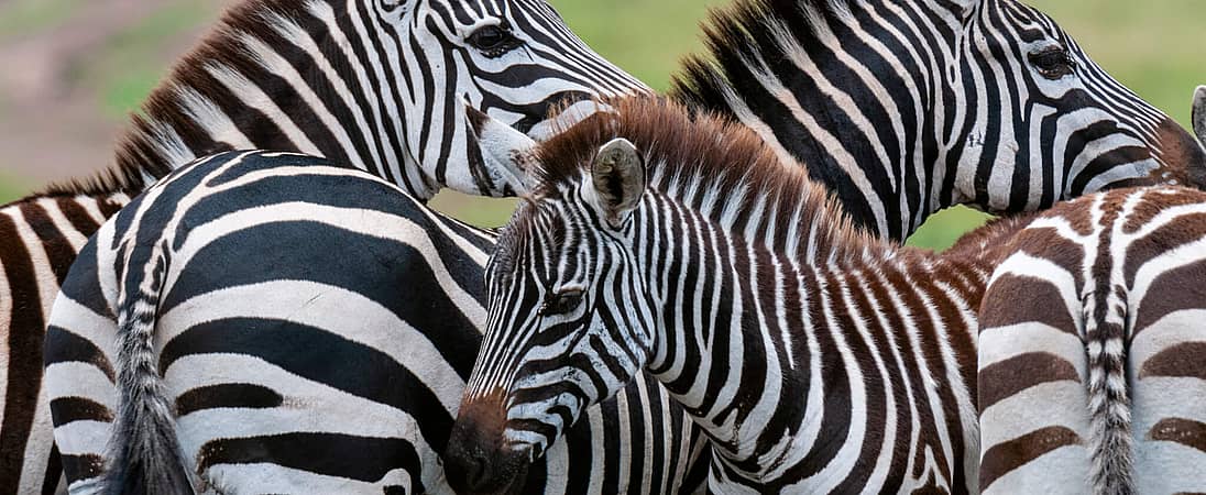 International Zebra Day