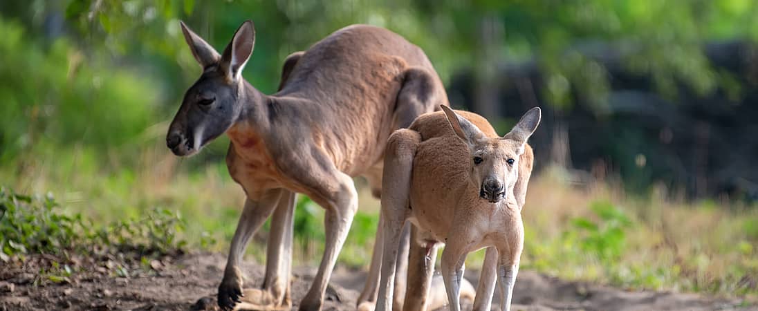 World Kangaroo Day