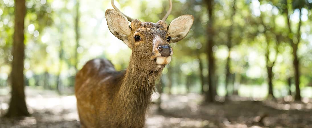 Key Deer Awareness Day