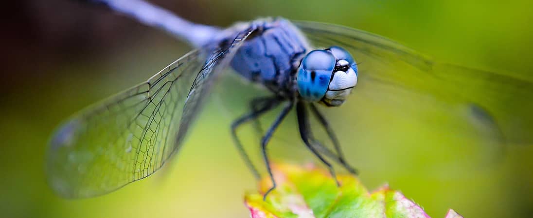 National Dragonfly Day