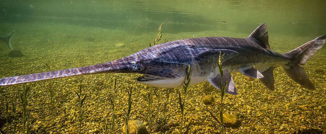 National American Paddlefish Day