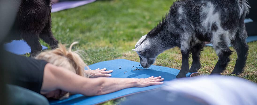 National Goat Yoga Month