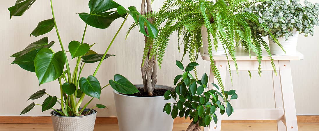 National Indoor Plant Week 