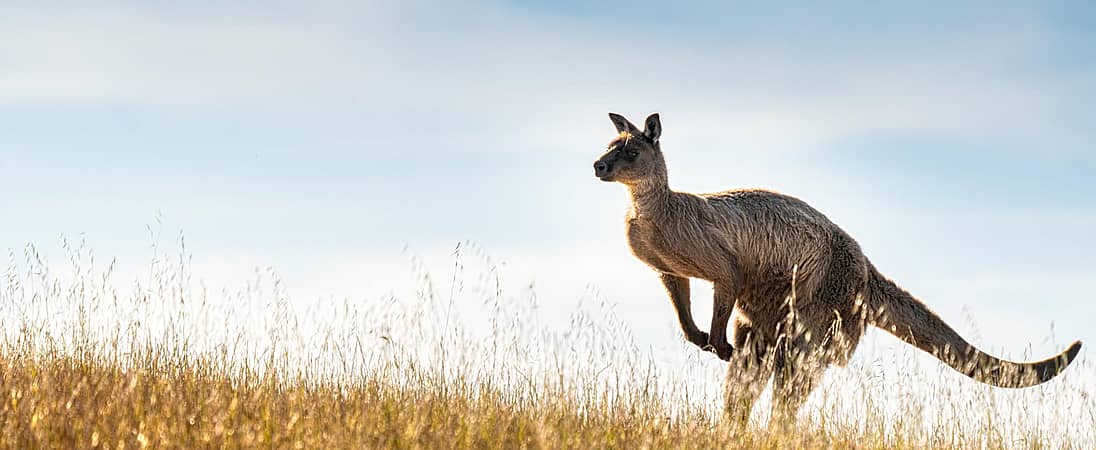 Celebrating National Kangaroo Awareness Day