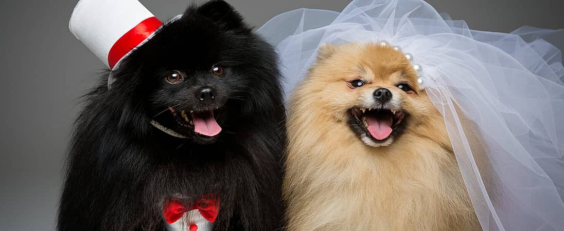 National Pet Wedding Week