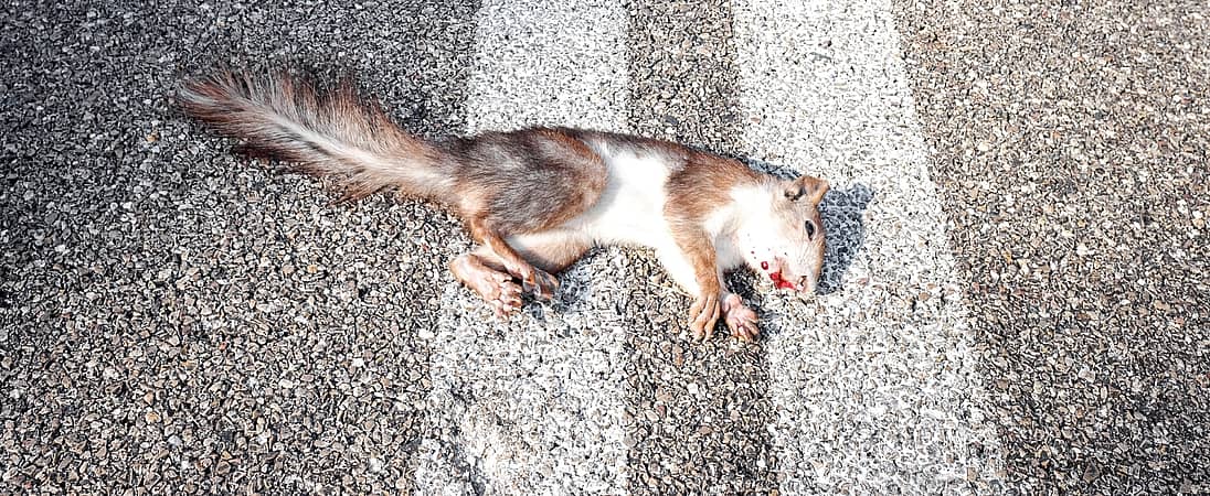 National Roadkill Day