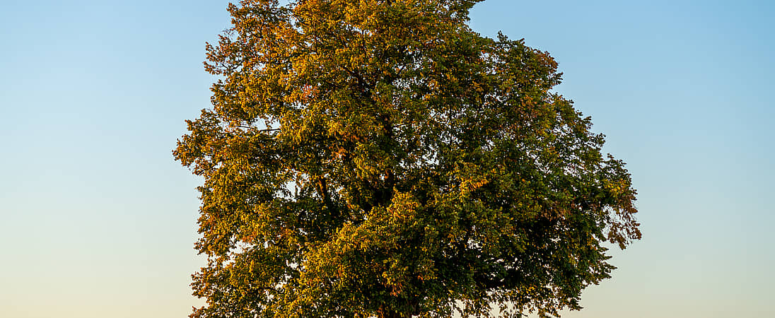 National Tree Day