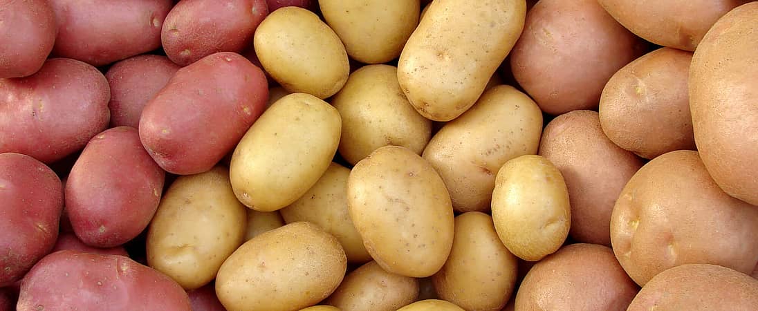 National Potato Day