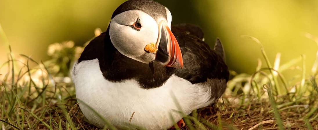 Puffin Day