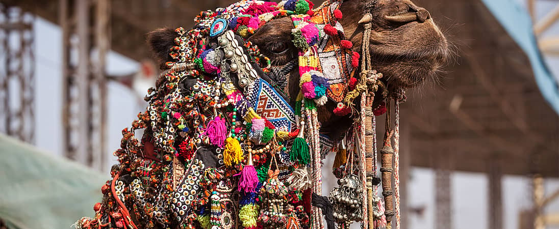 Pushkar Camel Fair