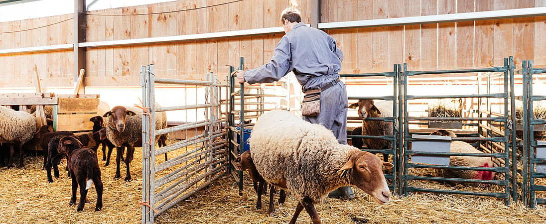 Royal Welsh Show