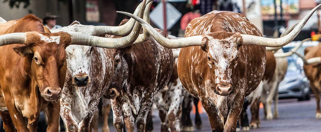 Running of the Bulls