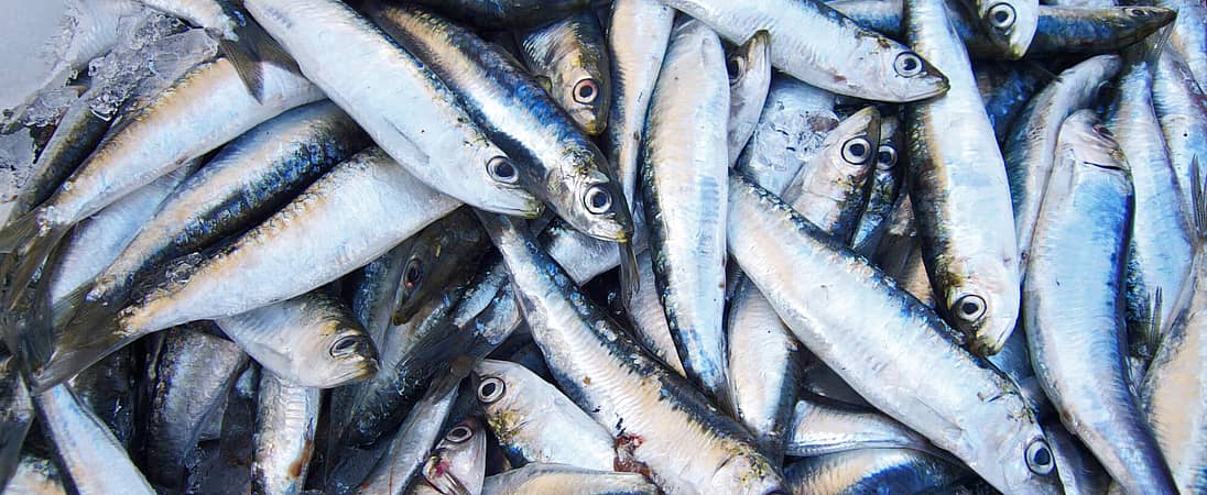 National Sardines Day