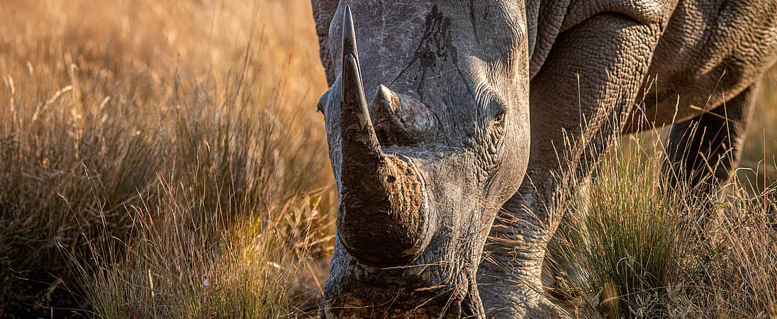 Save The Rhino Day