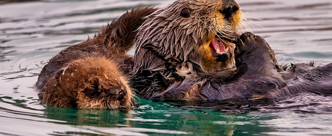 Sea Otter Awareness Week