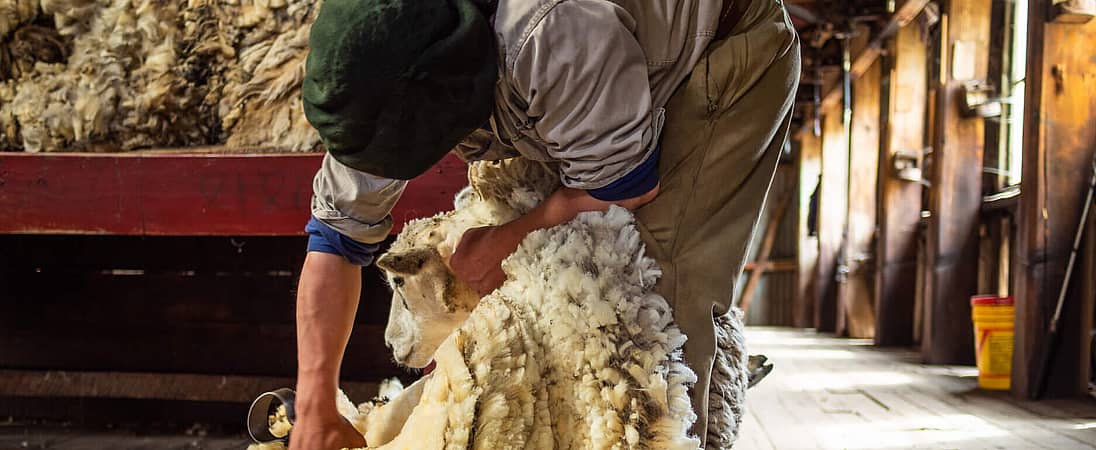 Sheep Shearing Festival