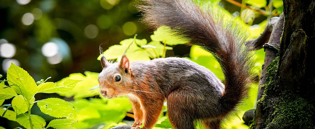 Squirrel Awareness Month