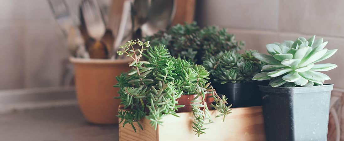 Take Your Houseplant For A Walk Day
