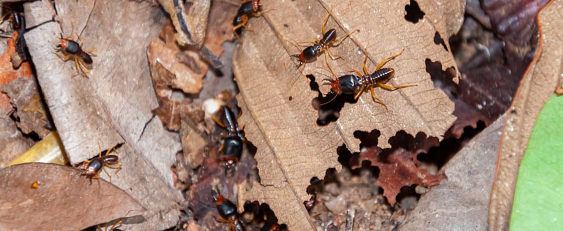 Termite Awareness Week