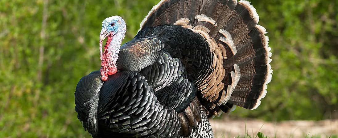 National Turkey Lovers’ Day