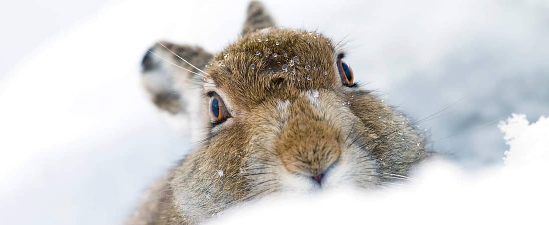 Mountain Hare Day