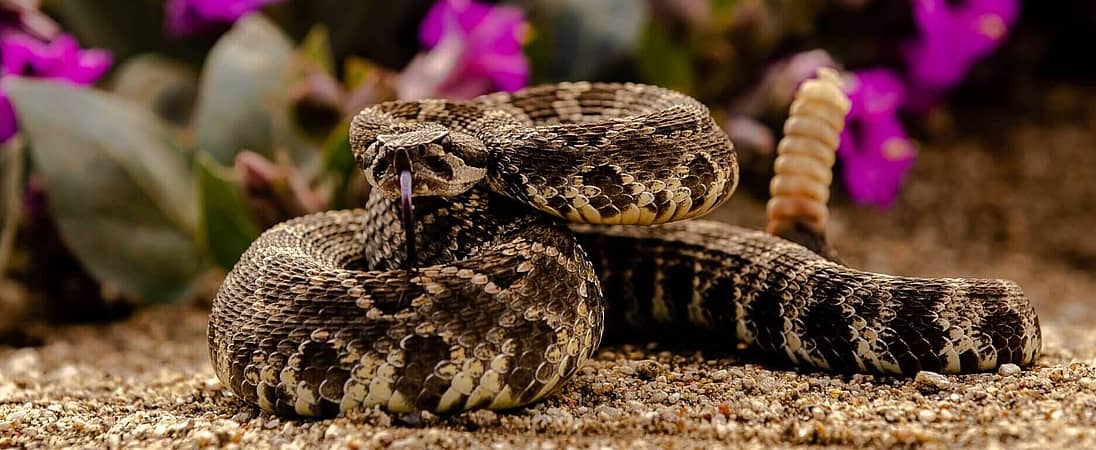 World’s Largest Rattlesnake Roundup