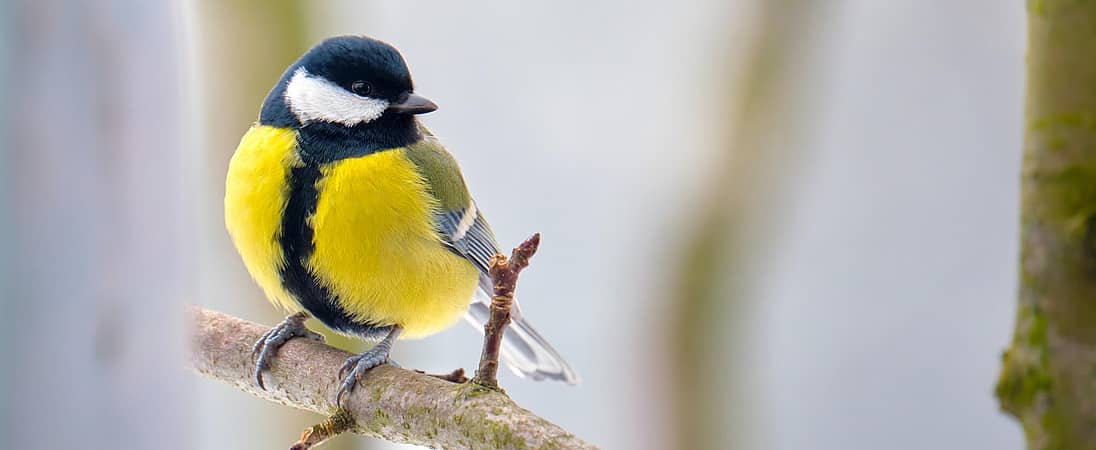 RSPB Feed the Birds Day