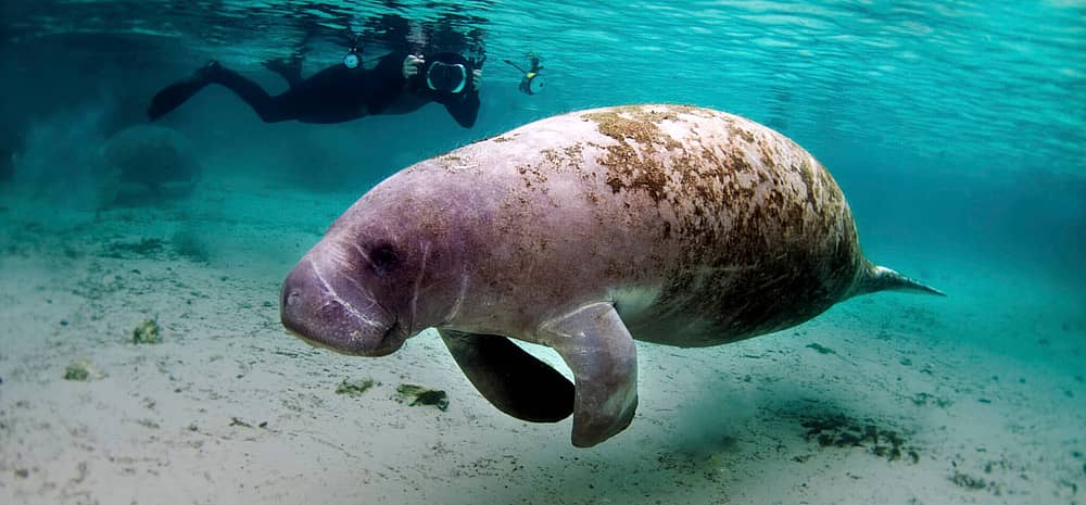 Manatee Appreciation Day | Days Of The Year (March 29th, 2023)