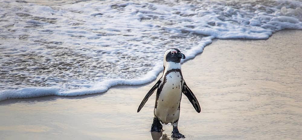 International African Penguin Awareness Day (October 14th, 2023) Days