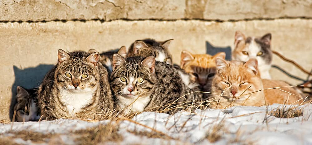 National Feral Cat Day (October 16th) Days Of The Year