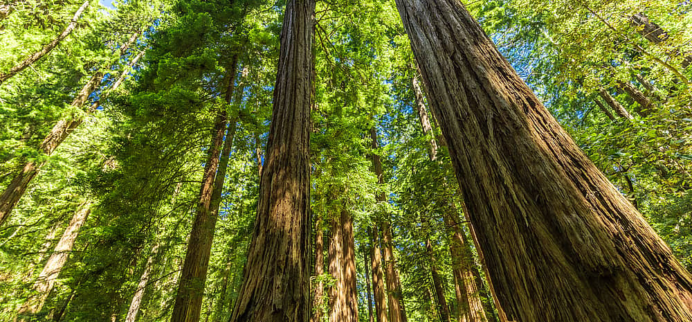 National Arbor Day (April 26th, 2024) Days Of The Year