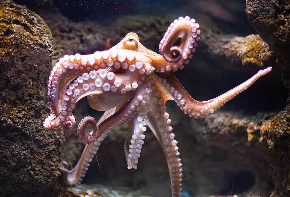 octopus circulatory system