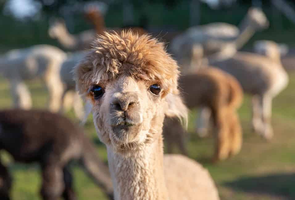 Alpacas, Diversity, and the Magic of Color – Indigenous