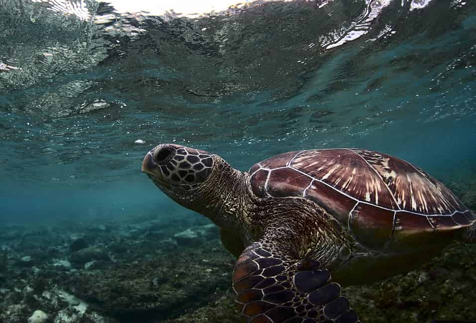 Save the Turtles! Celebrate World Turtle Day