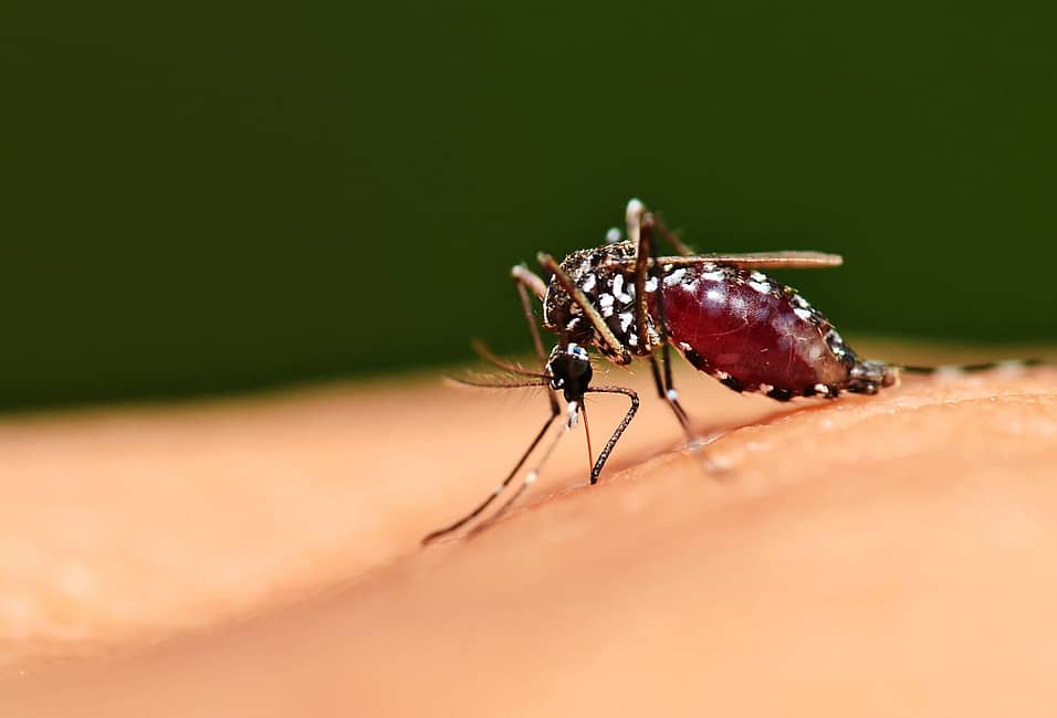 The Ultimate Guide to Getting Rid of Mosquitoes at Home 