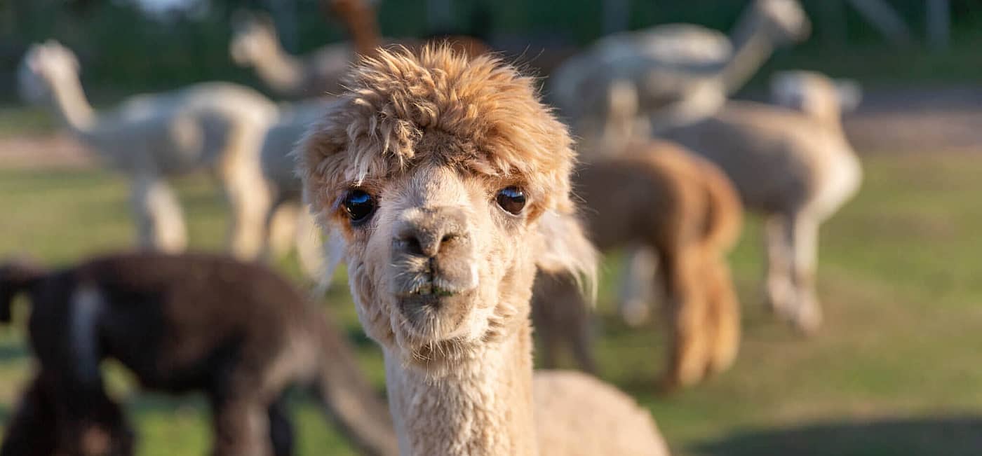 National Alpaca Day (August 1st) Days Of The Year