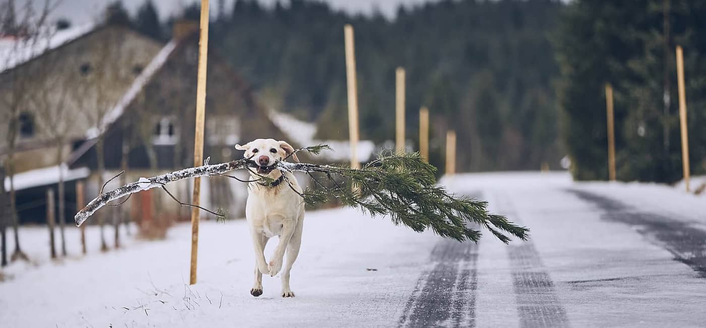 National Take Down the Christmas Tree Day (January 6th) Days Of The Year