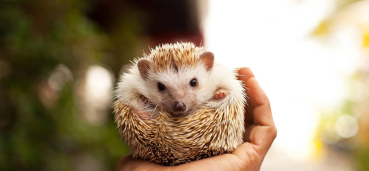 National Hedgehog Day (February 2nd) Days Of The Year