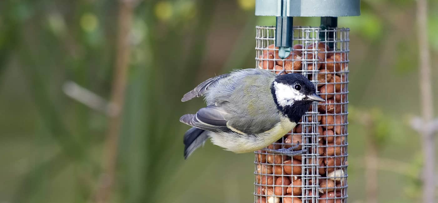 National Bird Feeding Month February 2025 Days Of The Year   Bird Feeding Month1 